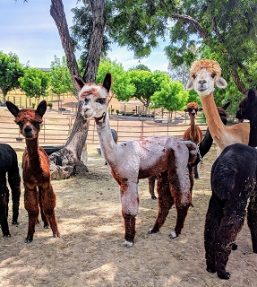 Visit National Alpaca Farm Days in Vacaville on September 28 & 29