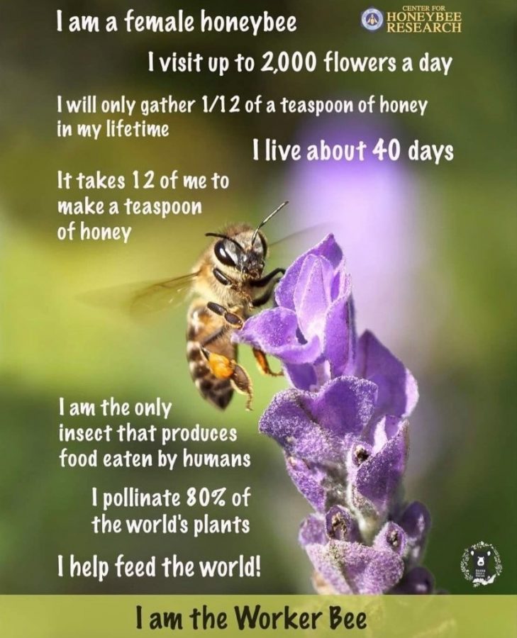 The plight of the honey bees