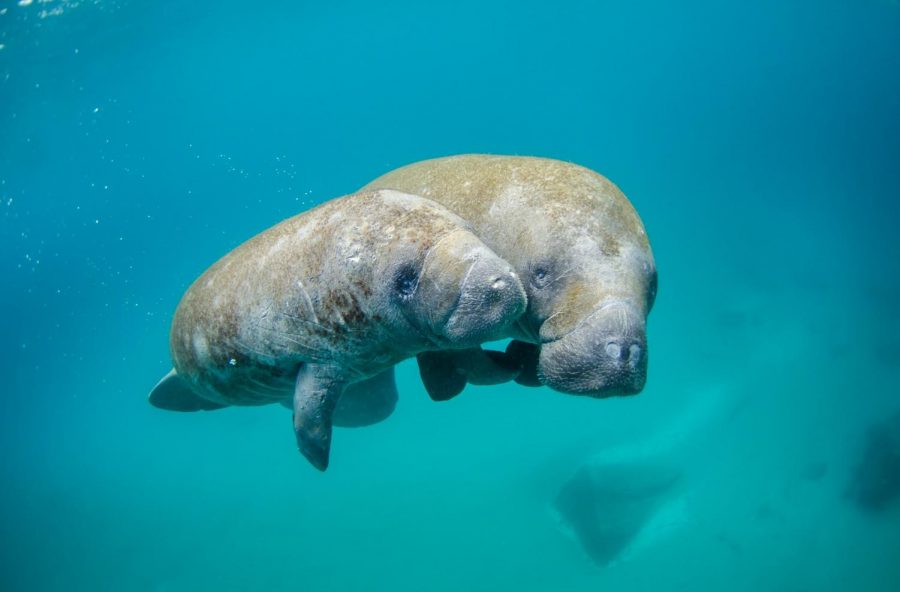 Marvelous+maternal+manatees+mean+magnificence%21