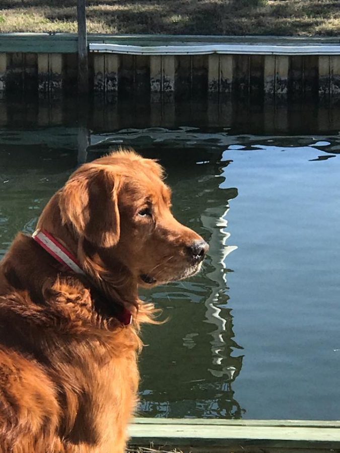 Bean has helped others, first as a comfort dog and later as a therapy dog.