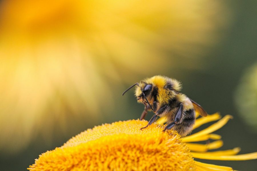 Little bees have big impacts on our food supplies around the world.