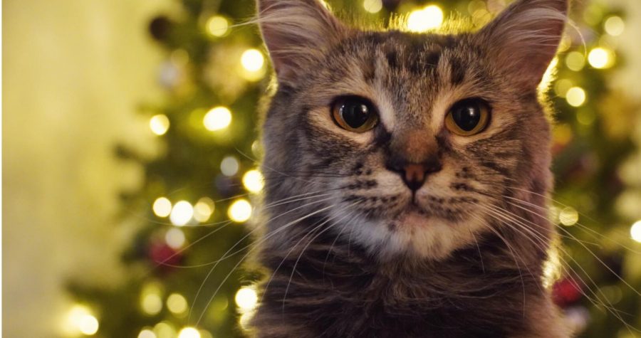 Cats and dogs need holiday joy, too.