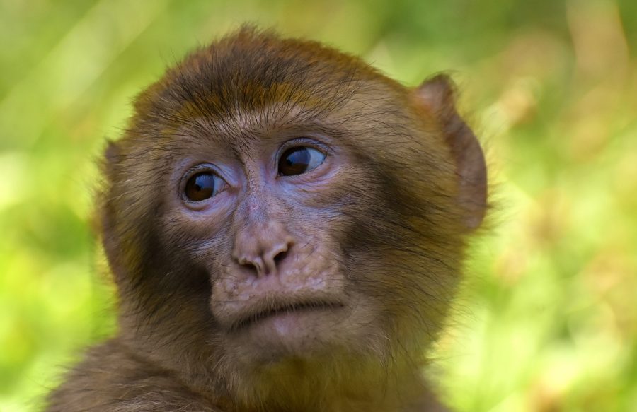 If you could save the Barbary Ape, would you? You can help.