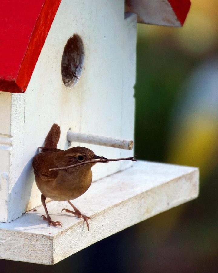Continue reading to find out what you need to know before becoming a bird owner!