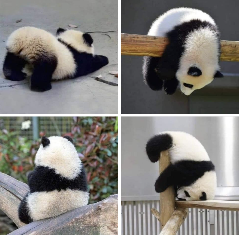 Its not easy being a panda, but it is cute.