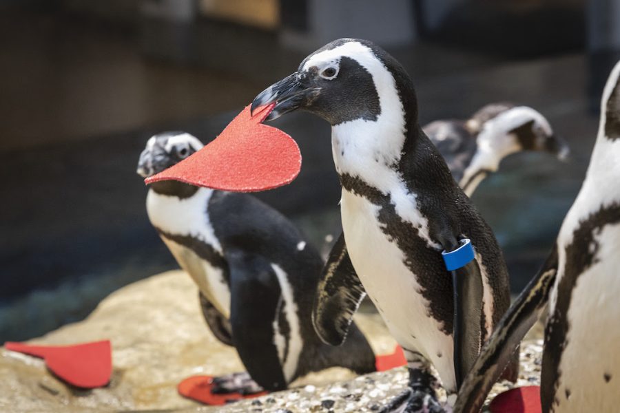 At 10:30 am on February 12, 13, and 14, biologists will spread the love while distributing heart-shaped valentines with handwritten messages from Careers in Science interns to the Academy’s African penguin colony. Media welcome to cover live event on February 14!