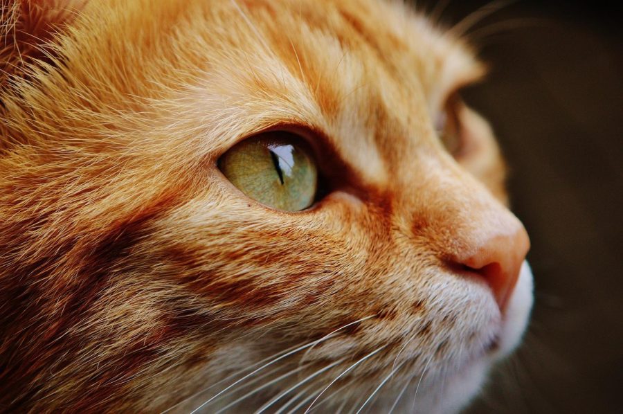 Cats are one of the most popular pets out there!