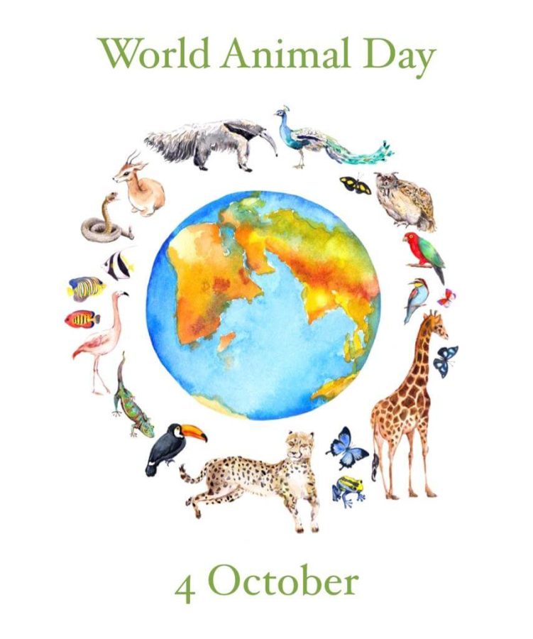 Celebrating World Animal Day and birthdays all in one!