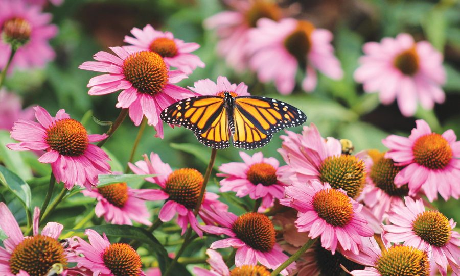 Help keep flowers blooming when you help plant a pollinator garden in Vacaville.
