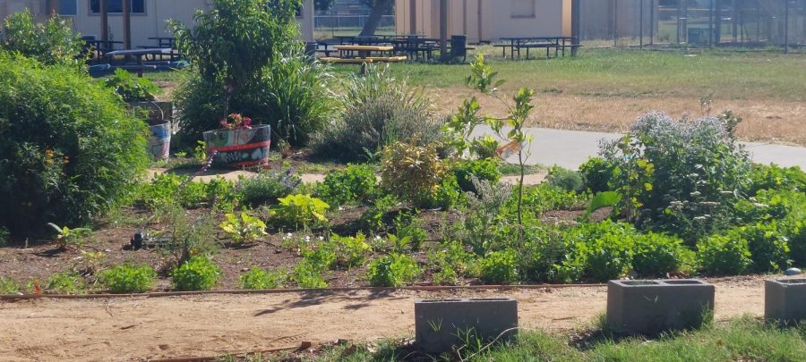 How does the garden grow? With help from students and the community.