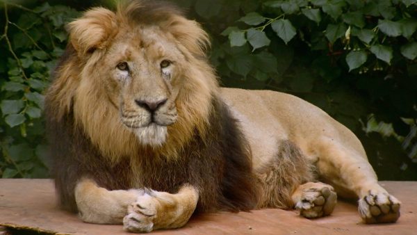 Even in a zoo, a lion is still the king of the jungle