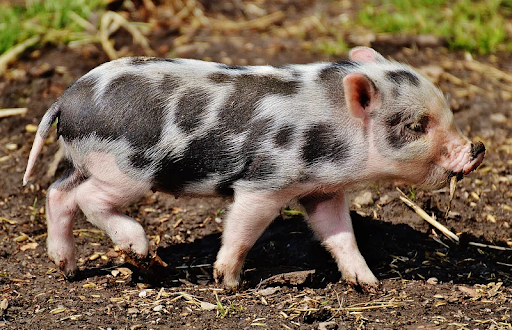 Pigs come in different shapes and sizes, celebrate them all on National Pig Day!