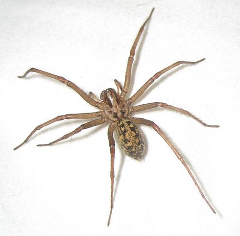Spiders can teach lessons through their design and resiliency.