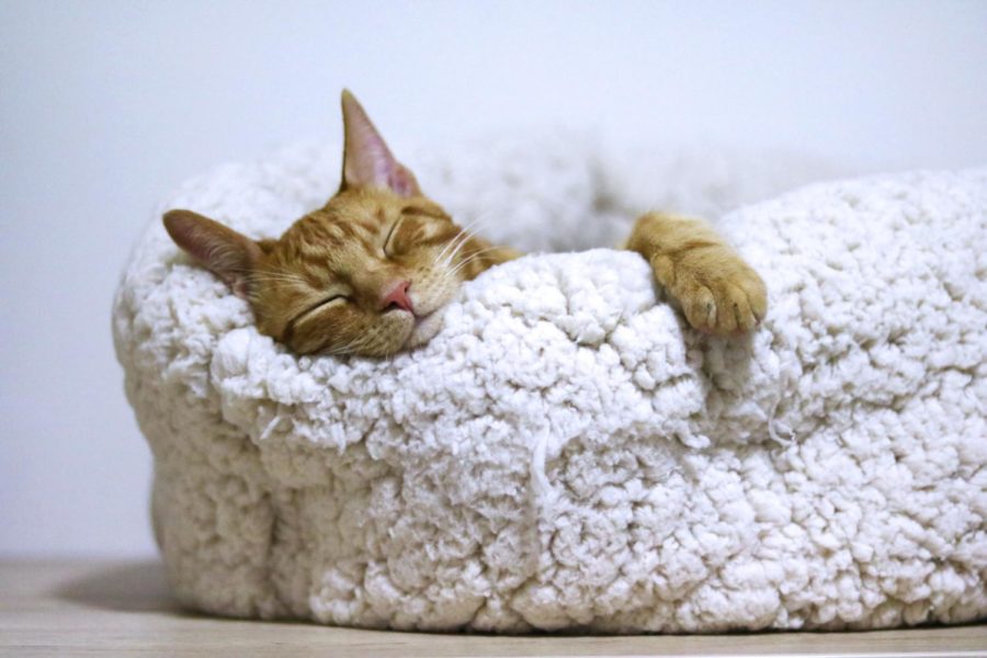 Everyone benefits when we get enough sleep to run our bodies and our brains.