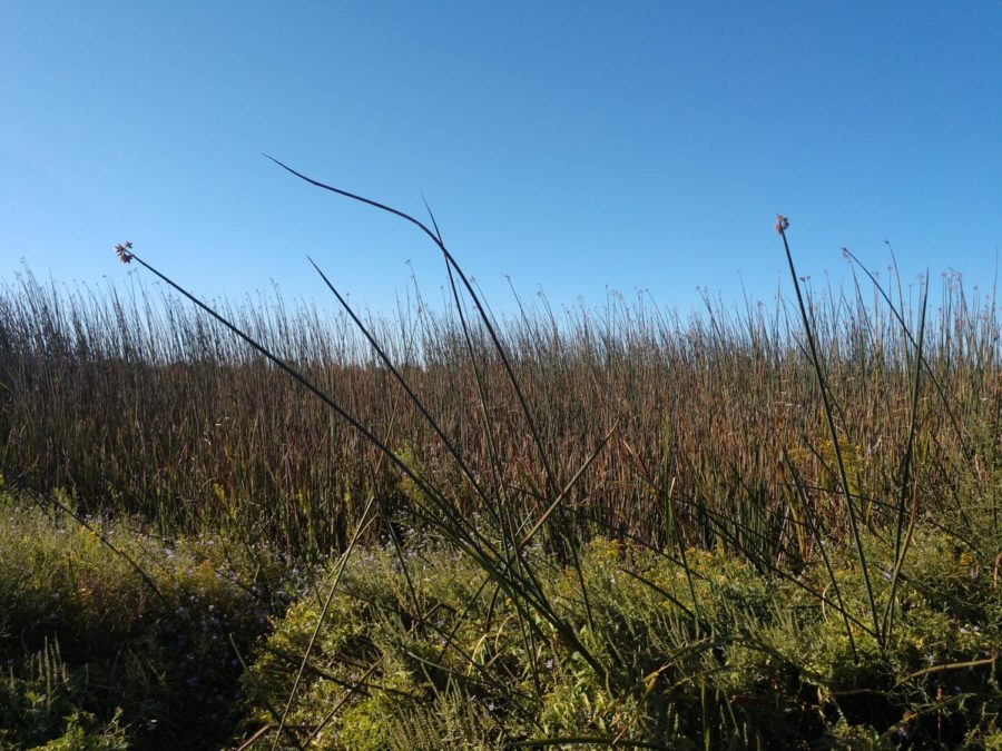 Peytonia Slough Ecological Reserve view of the marsh.