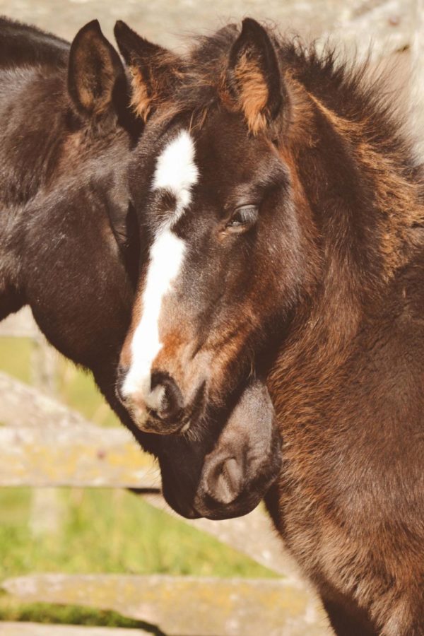 Two horses comfort each other.