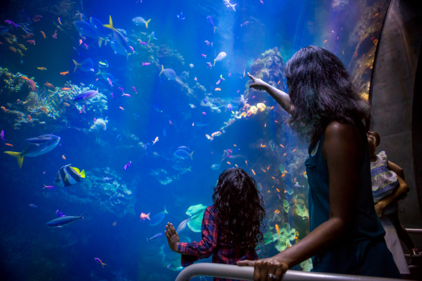 Free Museum Days in the Bay Area