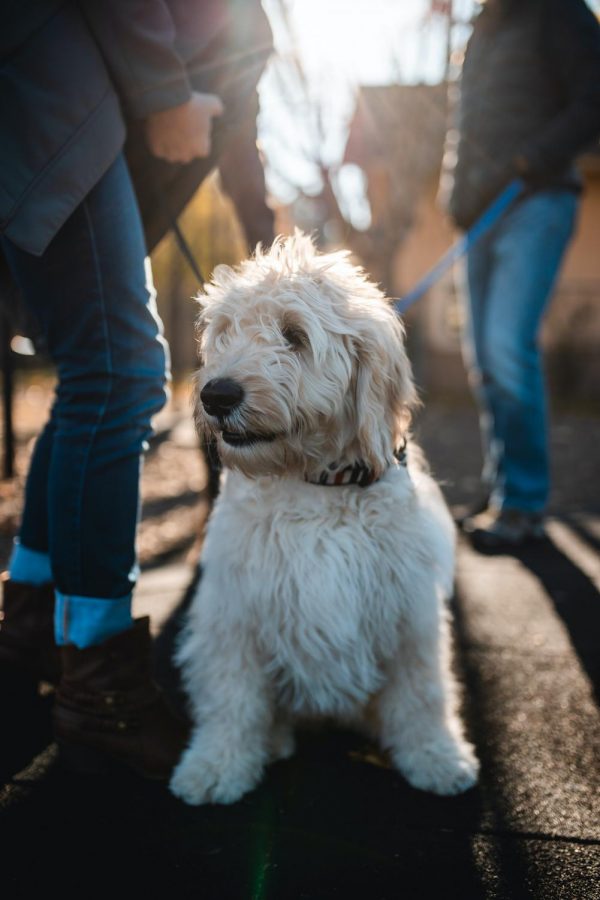 Excercise, food, treats and care all show the love of a responsible dog owner.