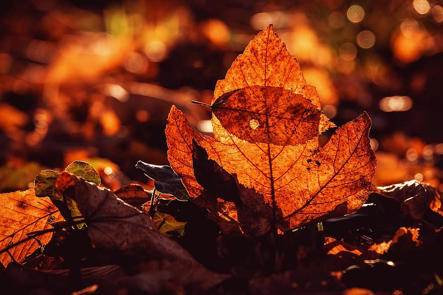 autumn-fall-leaves-leaves-bright-orange-backlighting-forest-path-fall-foliage-fall-color