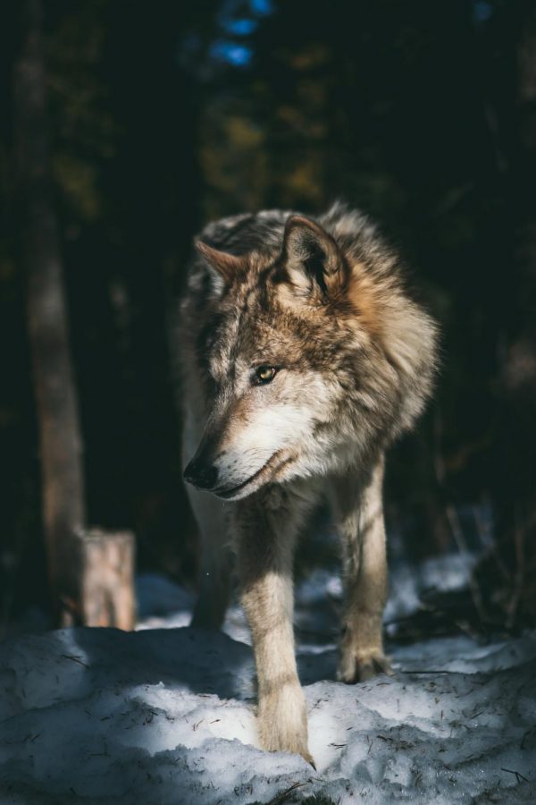 Did you know October 18 - 24 is Wolf Awareness Week?