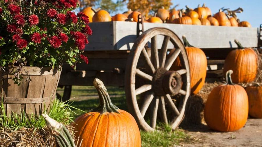 Local family events to get into the Halloween spirit