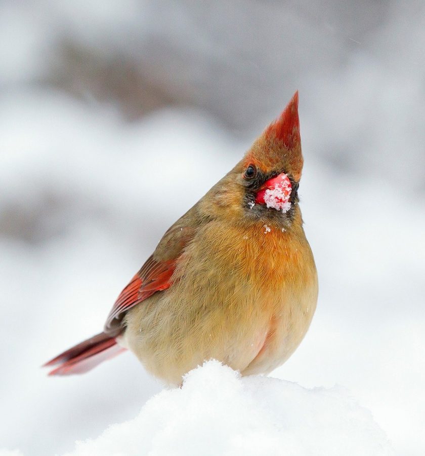 Anybody can join in the Christmas Bird Count.