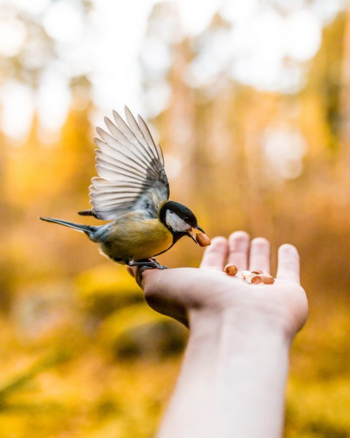 Look out a window and watch for the birds!