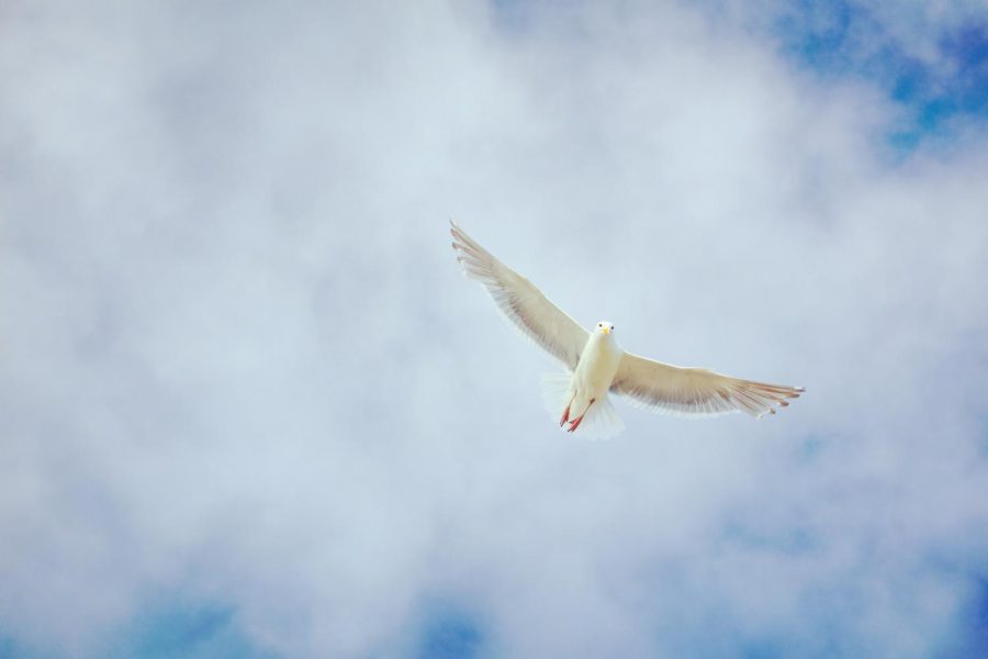 A very common bird that is used to symbolize peace is the dove.