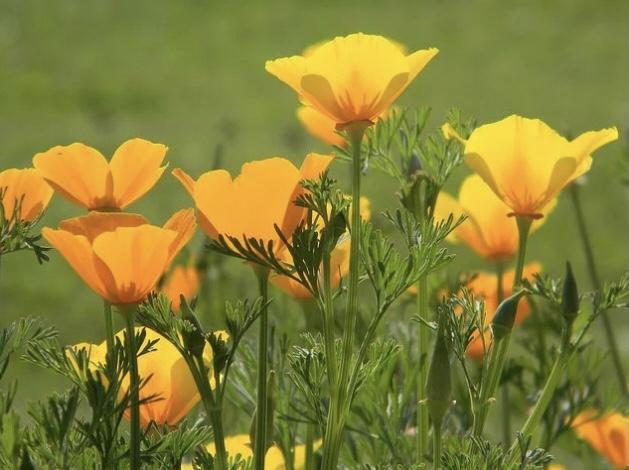 November 2020 B - (focus) Flowers that attract birds #3