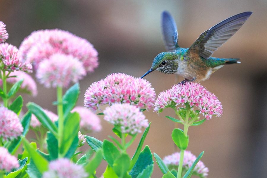 Invite birds into your home garden with a few choice plants.