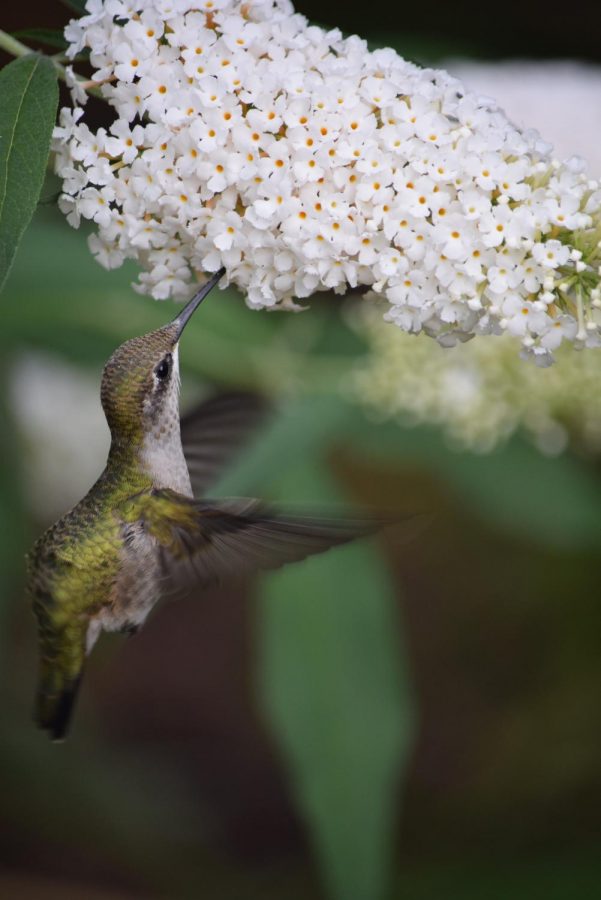 While not all birds can fly, this story goes into the science of how birds are able to fly.