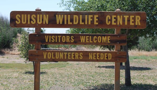 The Suisun Wildlife Center is always open for taking rescues and to book an educational tour.