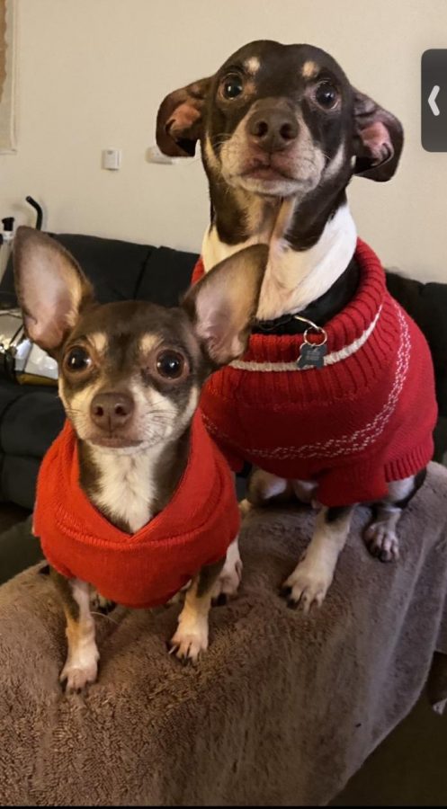 Browny and Nikki, Susana Munguias pups, love to dress up.