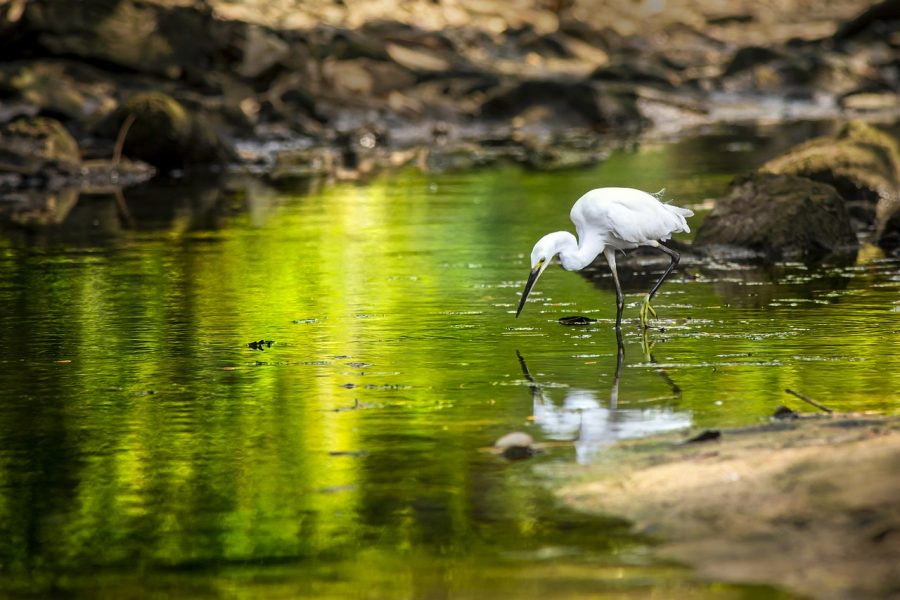 Animals and insects are supported by the world's wetlands.