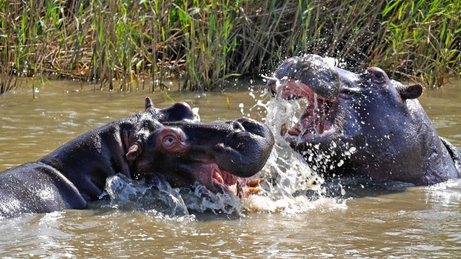 Hippos can be seen at the zoo or in Africa. Which one should you visit on World Hippo Day?