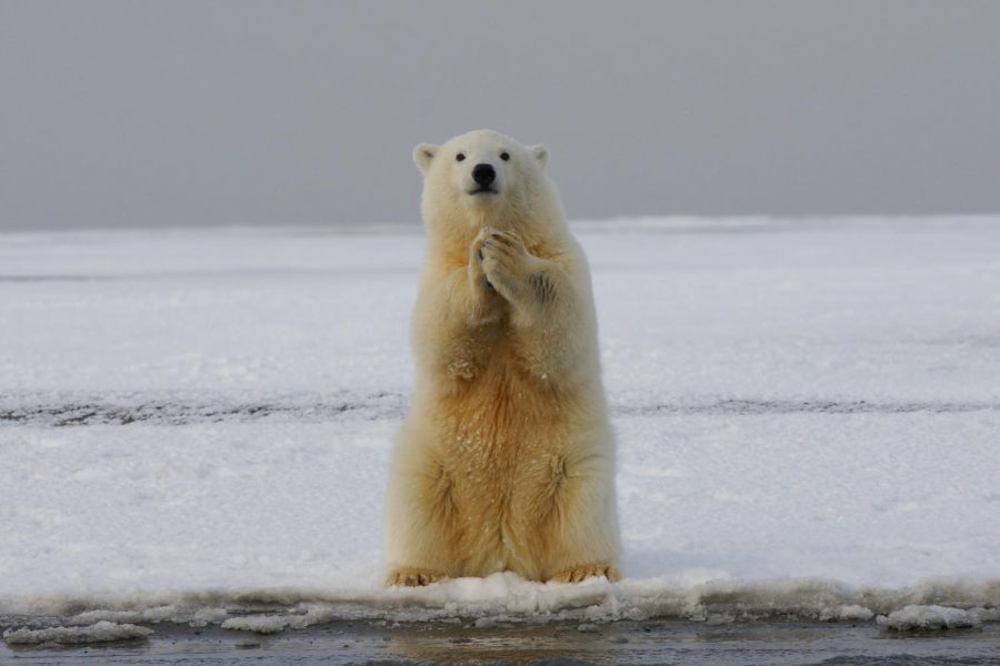 Please help the polar bears survive.