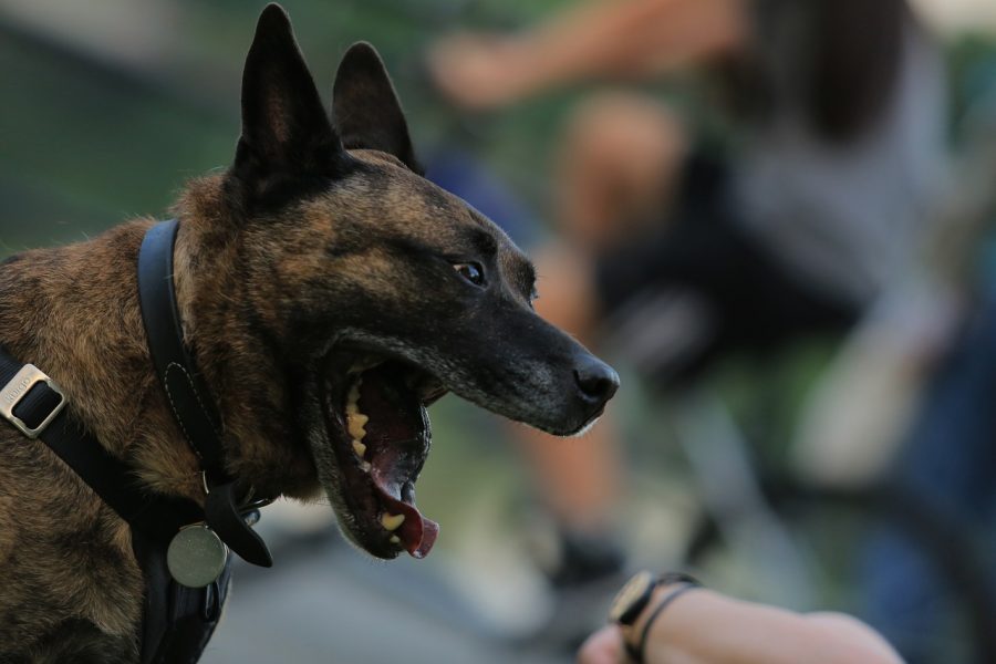 Among other things, these officers help protect people and animals from harm.