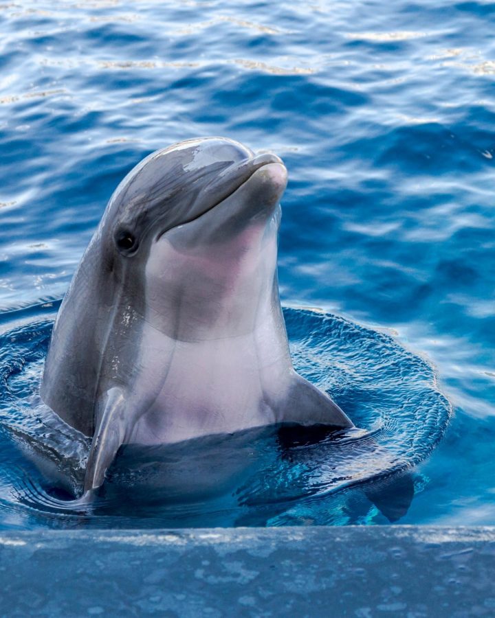 Dolphins are intelligent and talented.