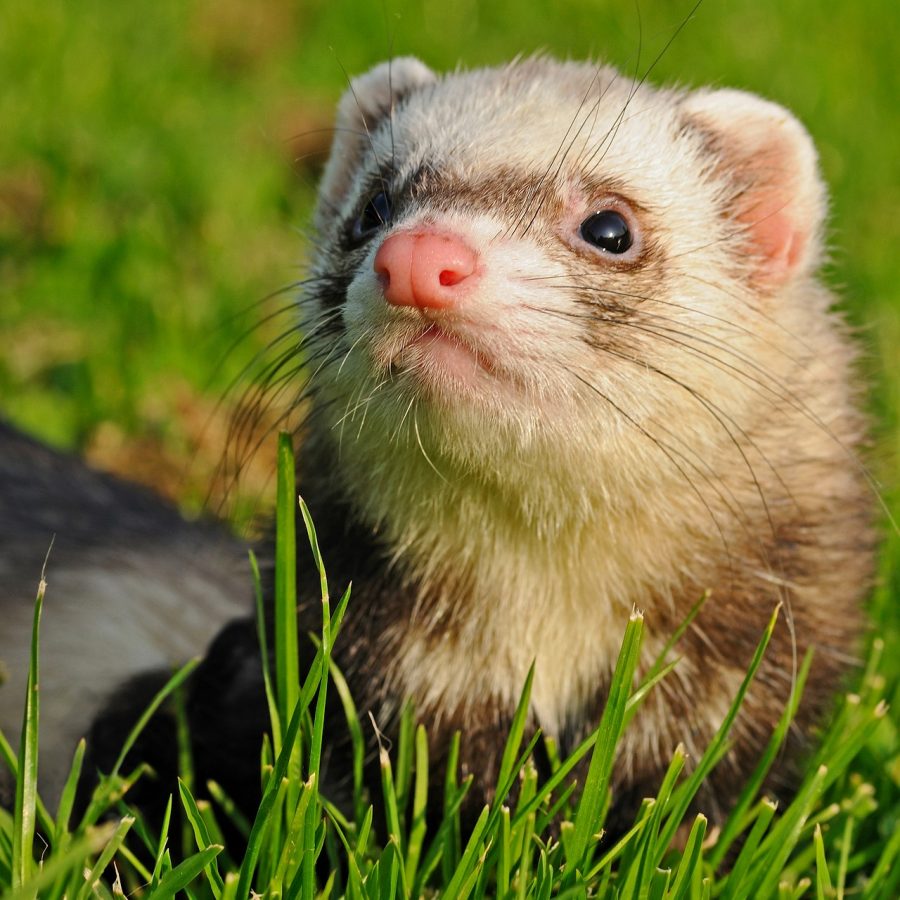 Ferrets require a special permit in California.