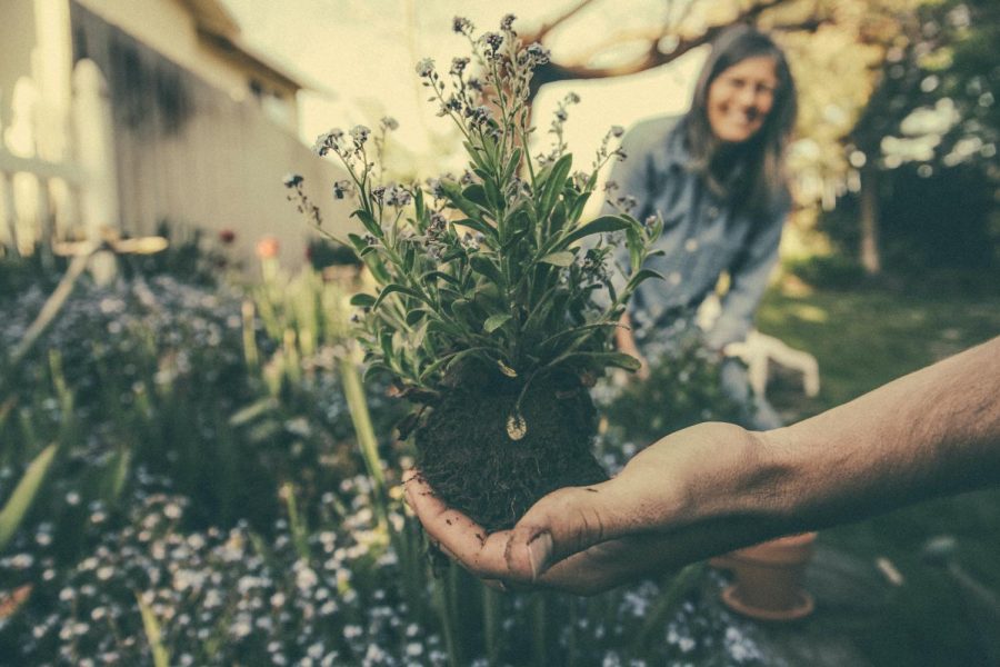 Springtime is known to bring beautiful flowers and ripe fruits. If you haven't already, consider starting a garden!