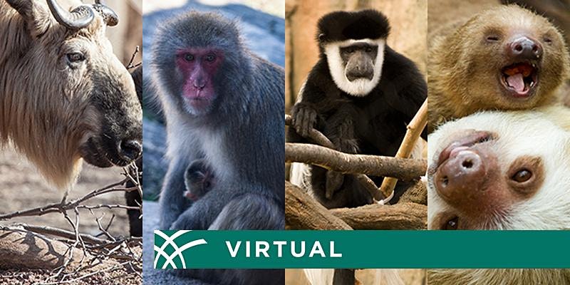 Lincoln Zoo Park: Virtual Animal Experiences - June 12