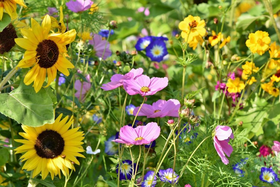 A world of color and scent can be found in a field.