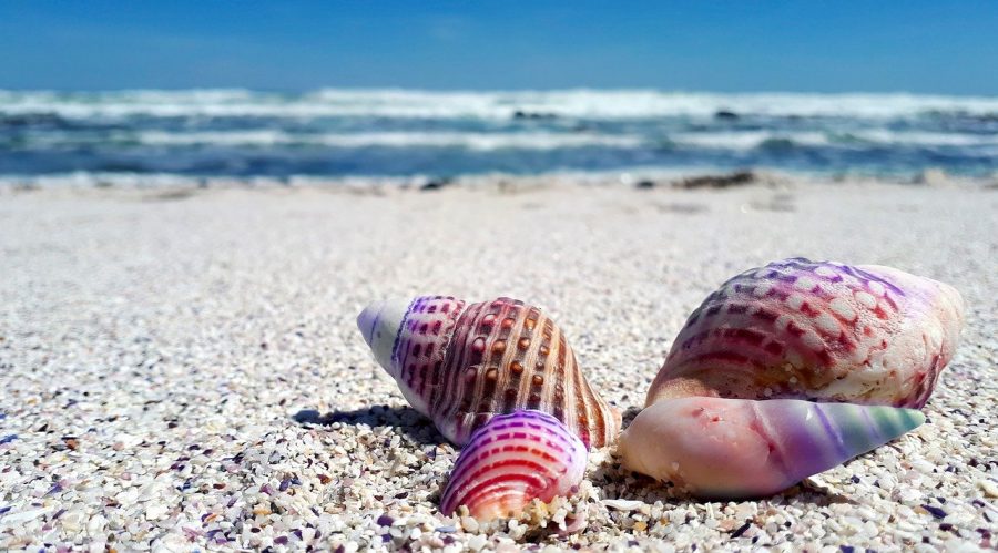 The beach offers souvenirs so you can always have your memories of the trip.