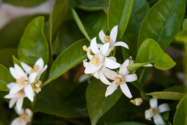 National Orange Blossom Day (June 27th)