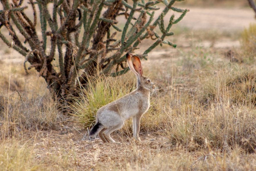 For hunting or self-defense, gun safety should always be a priority.