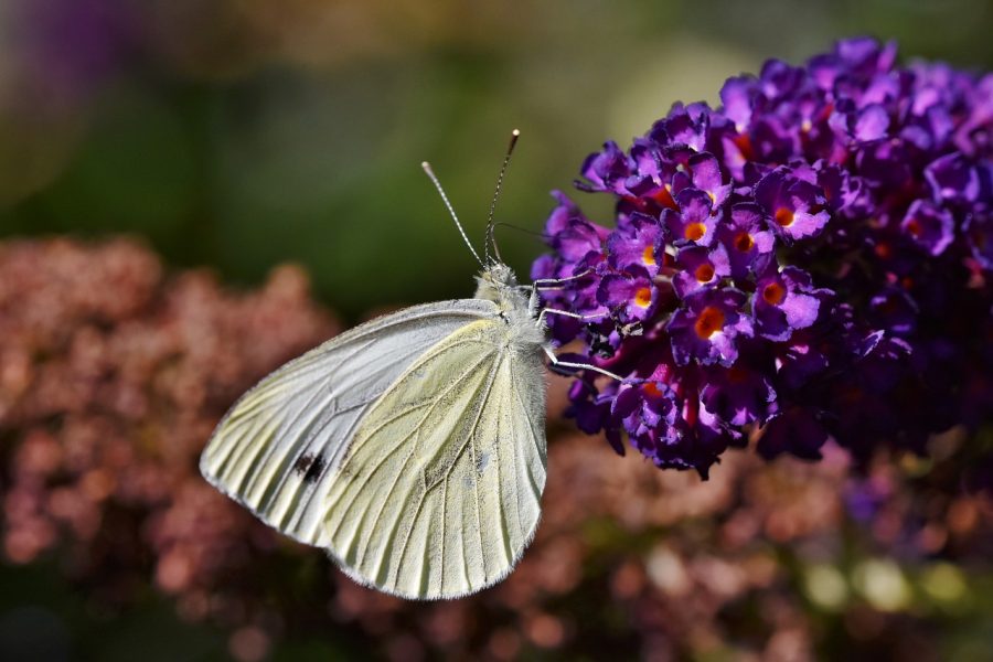 The world owes a debt of gratitude to a variety of pollinators.