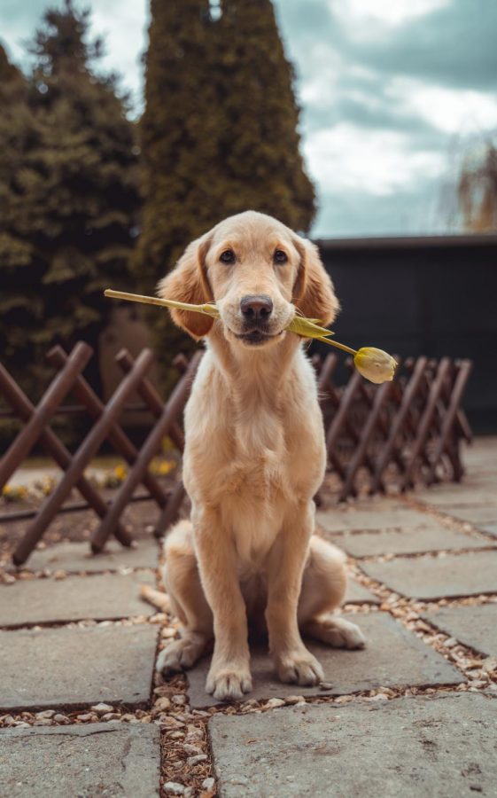 Rescue dogs remember who loves them.