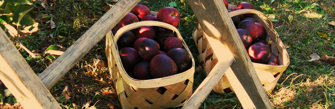 Farm to Table: Pick your Own Apples at these Farms
