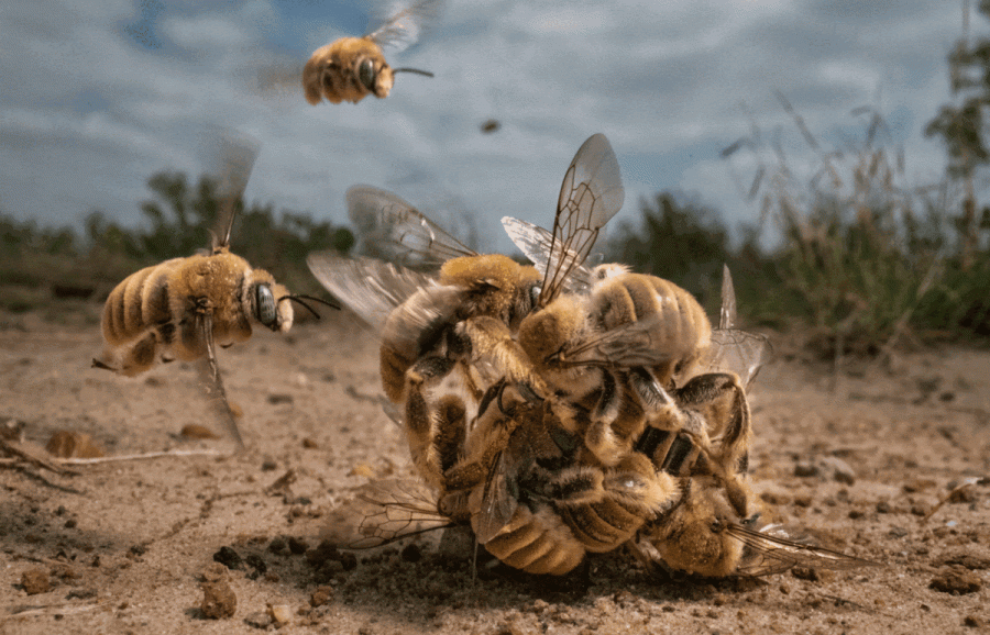 Representing the best nature photography from around the world, winning images will be displayed at the museum this fall.