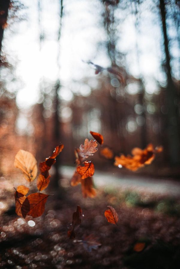 Sure, leaves do it, but why doesn't everyone use the word "fall"?